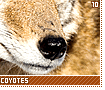 westerncoyotes10
